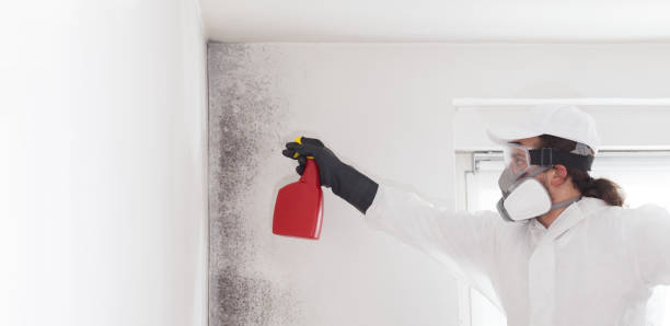 Best Black Mold Removal  in Greenwood, SC