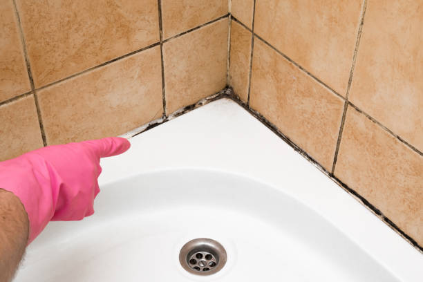 Best Mold Testing  in Greenwood, SC